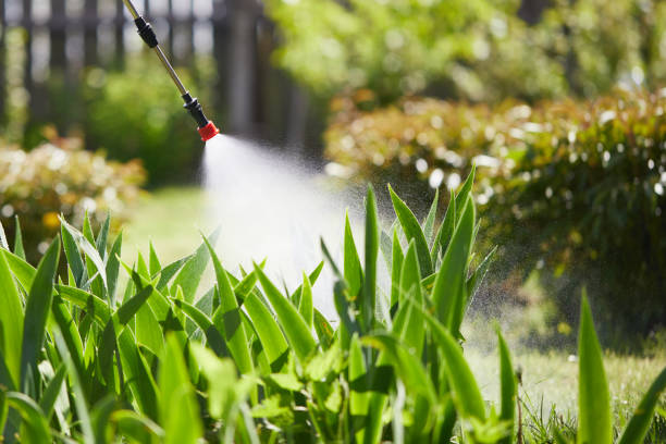 24/7 Emergency Termite Control experts in Pineland, TX